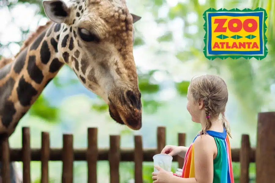 Lonati law Firm Summer Giveaway Zoo Atlanta - Young girl and a giraffe outside